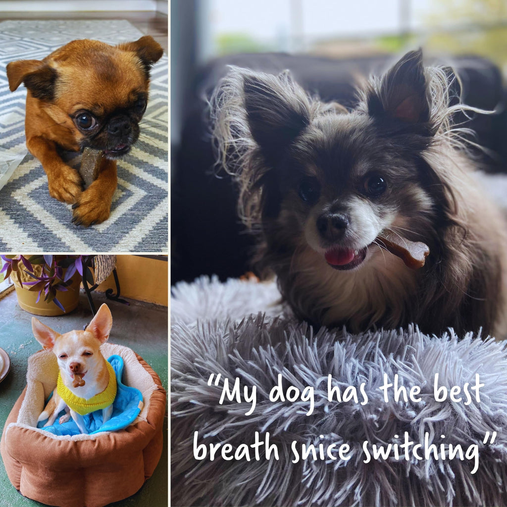 Dental Chews Dog Treats Small 13 Treats G807472